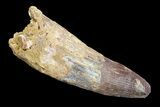 Bargain, Spinosaurus Tooth - Monster Dinosaur Tooth #82983-1